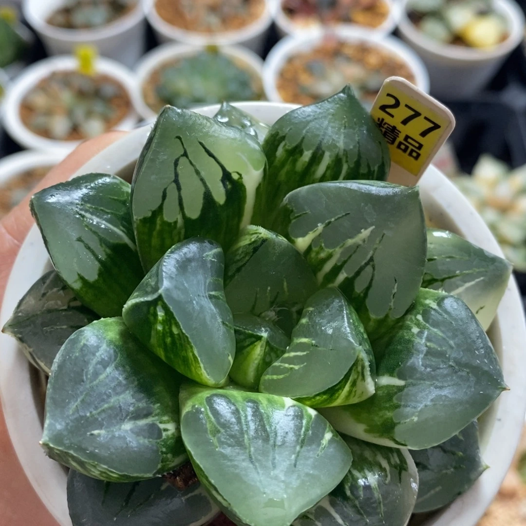 不开花植物277莫迪卡