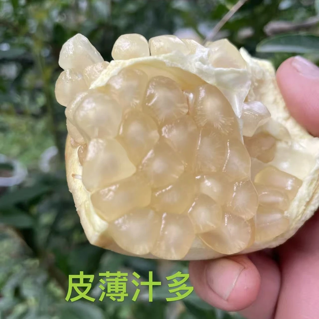 怀远石榴白花玉籽石榴十斤装大果新鲜应季水果爆甜多汁