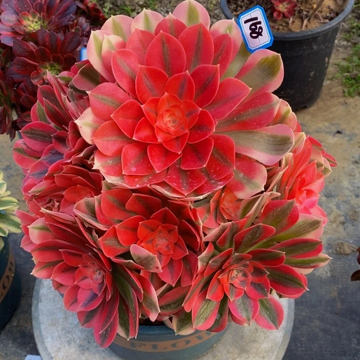 168粉女巫多肉法师