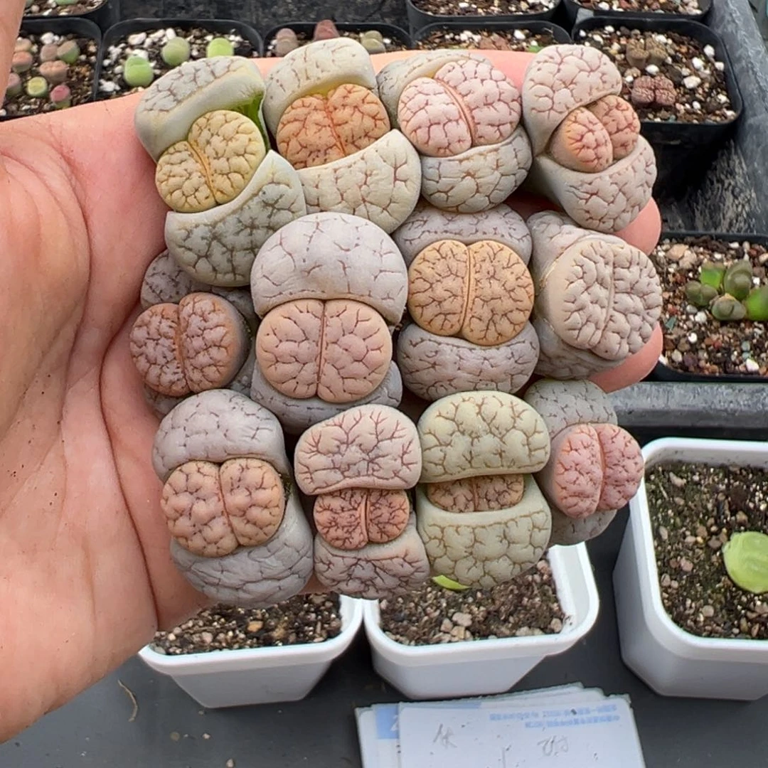 7.14好看的多肉脱土发货394