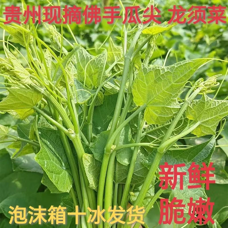 贵州农家自种当季新鲜捧瓜尖现摘佛手瓜嫩尖农作物龙须菜洋瓜蔬菜