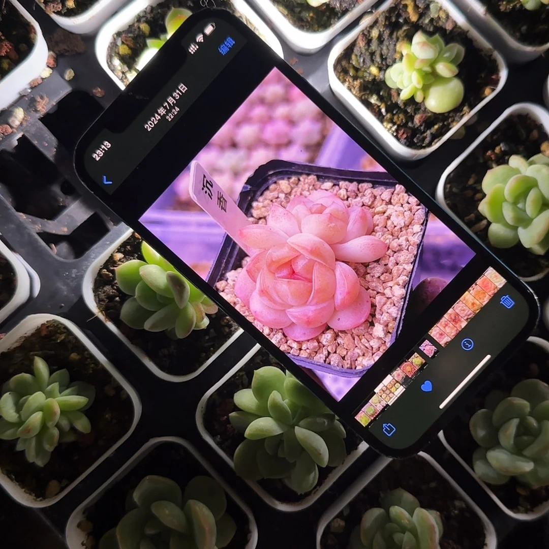 沉香中盆5 cm外棚一个满25包邮