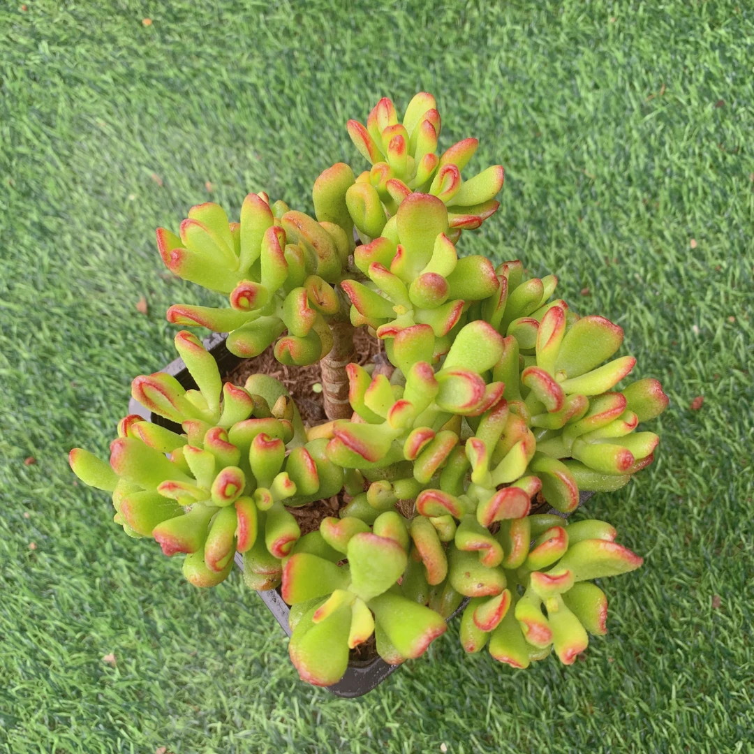 矮壮招财猫群9-11CM【花界草堂】精品多肉阳台盆栽新手易养一单包邮