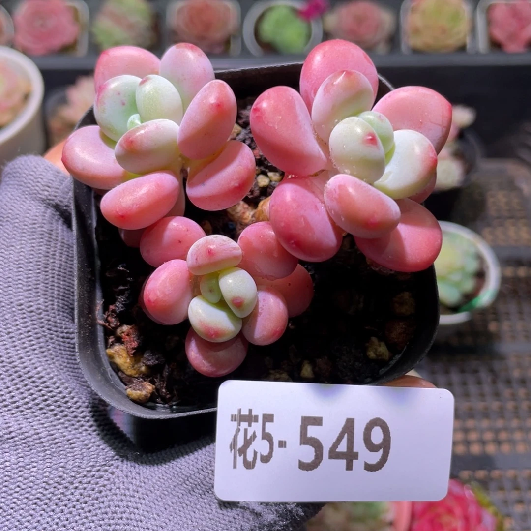 花利美5-549洛神群