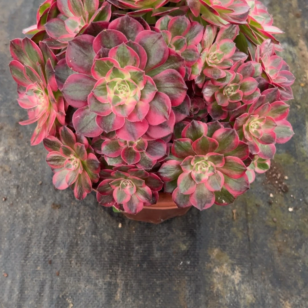 115云荷朵朵多肉多肉多肉