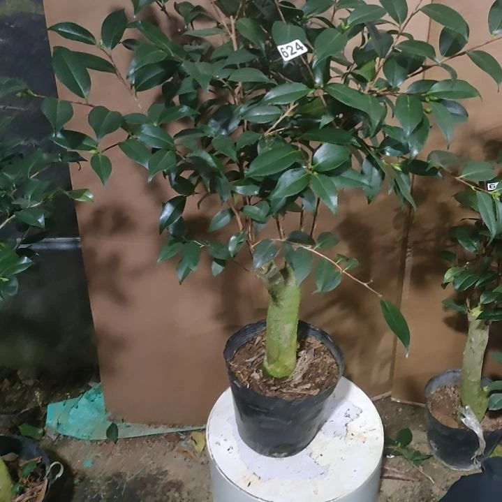 624友之蒲，原盆原土发货，不包邮