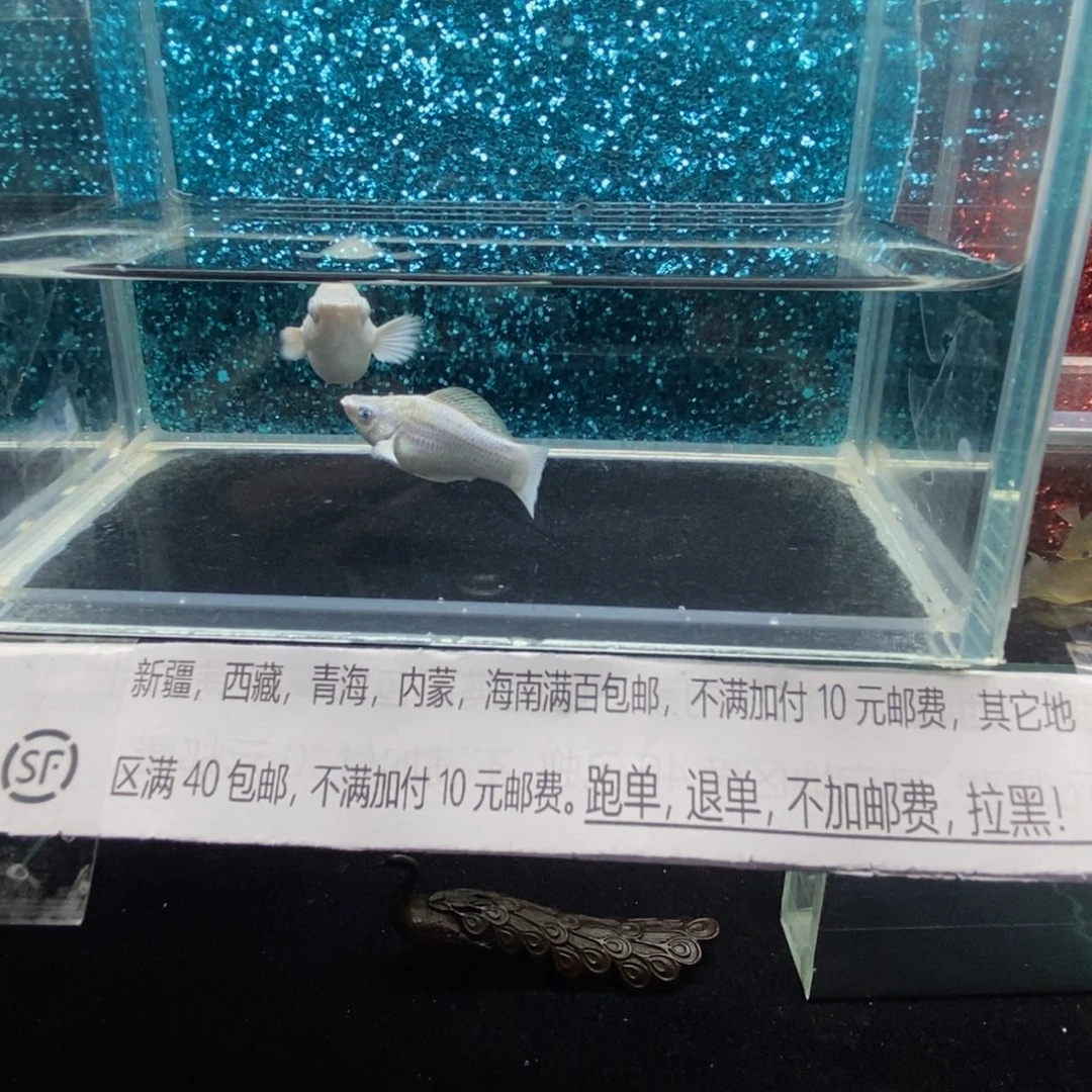 孔雀鱼瓷白玛丽，越南原线为什么