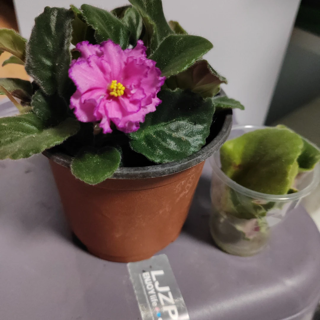 紫罗兰一盆，三个叶片包邮到家