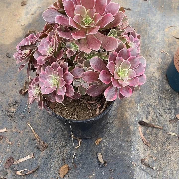 金丝雀12多肉植物法师法师法师