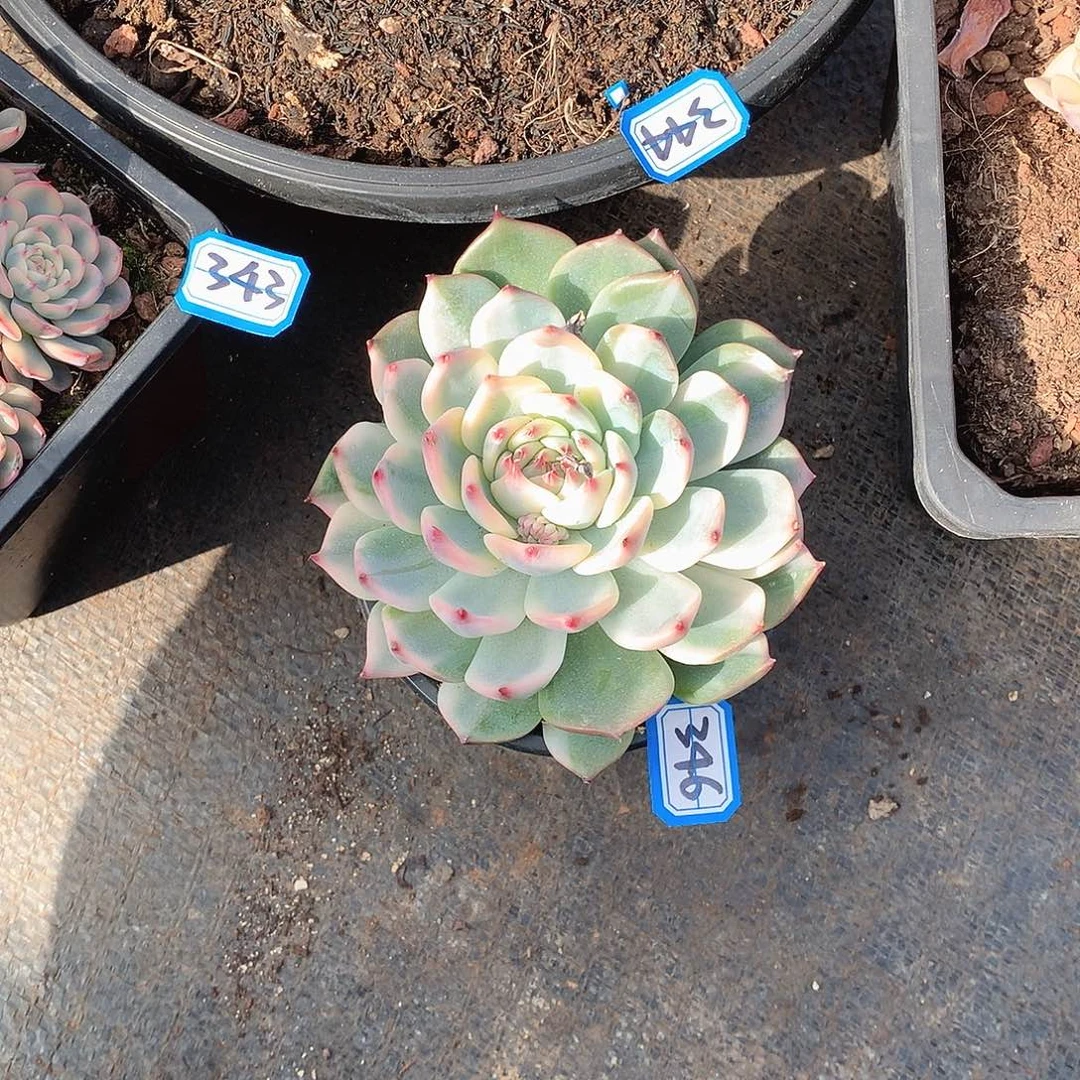 346吉娃娃锦 一物一拍多肉