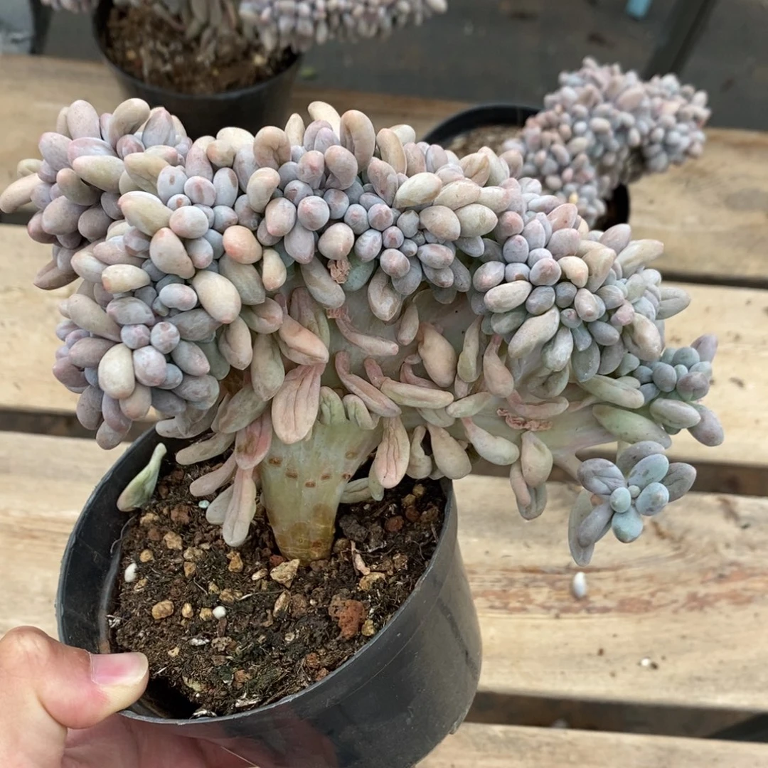 汤圆多肉植物8491