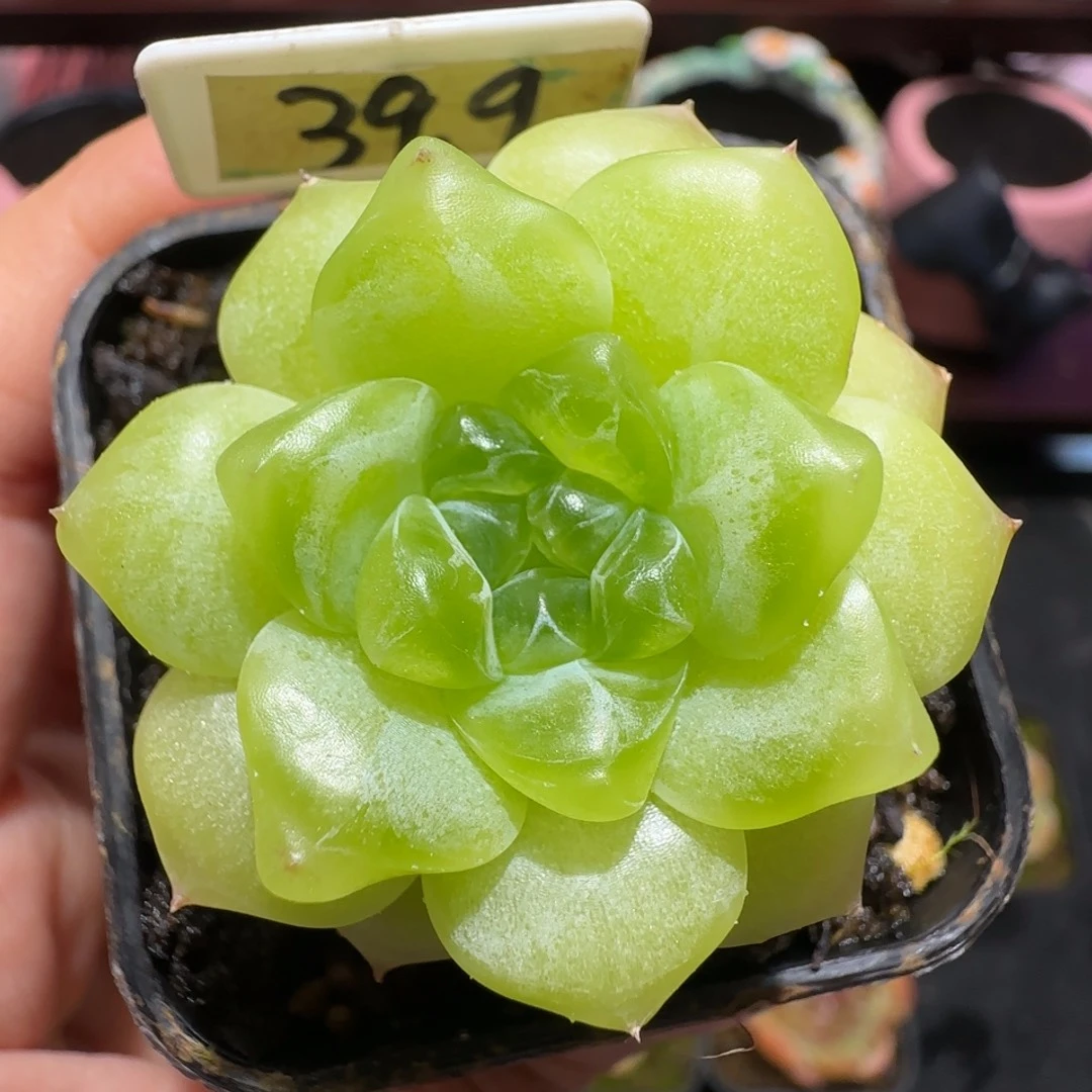 叮叮当专拍来来来