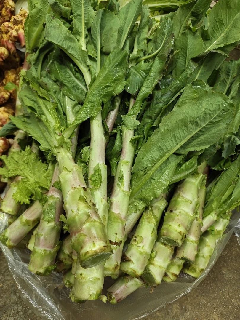 贵州农家露天种植老品种莴笋