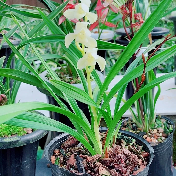 了***缘完全开放一物一漂亮