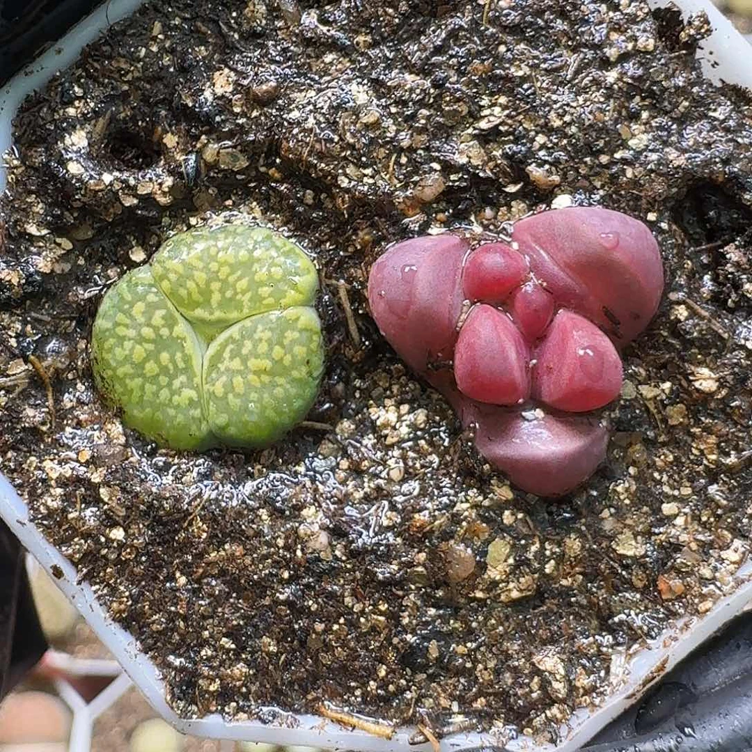 生石花1111111。  290
