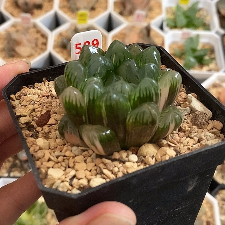 589广濑玉露锦一物一拍