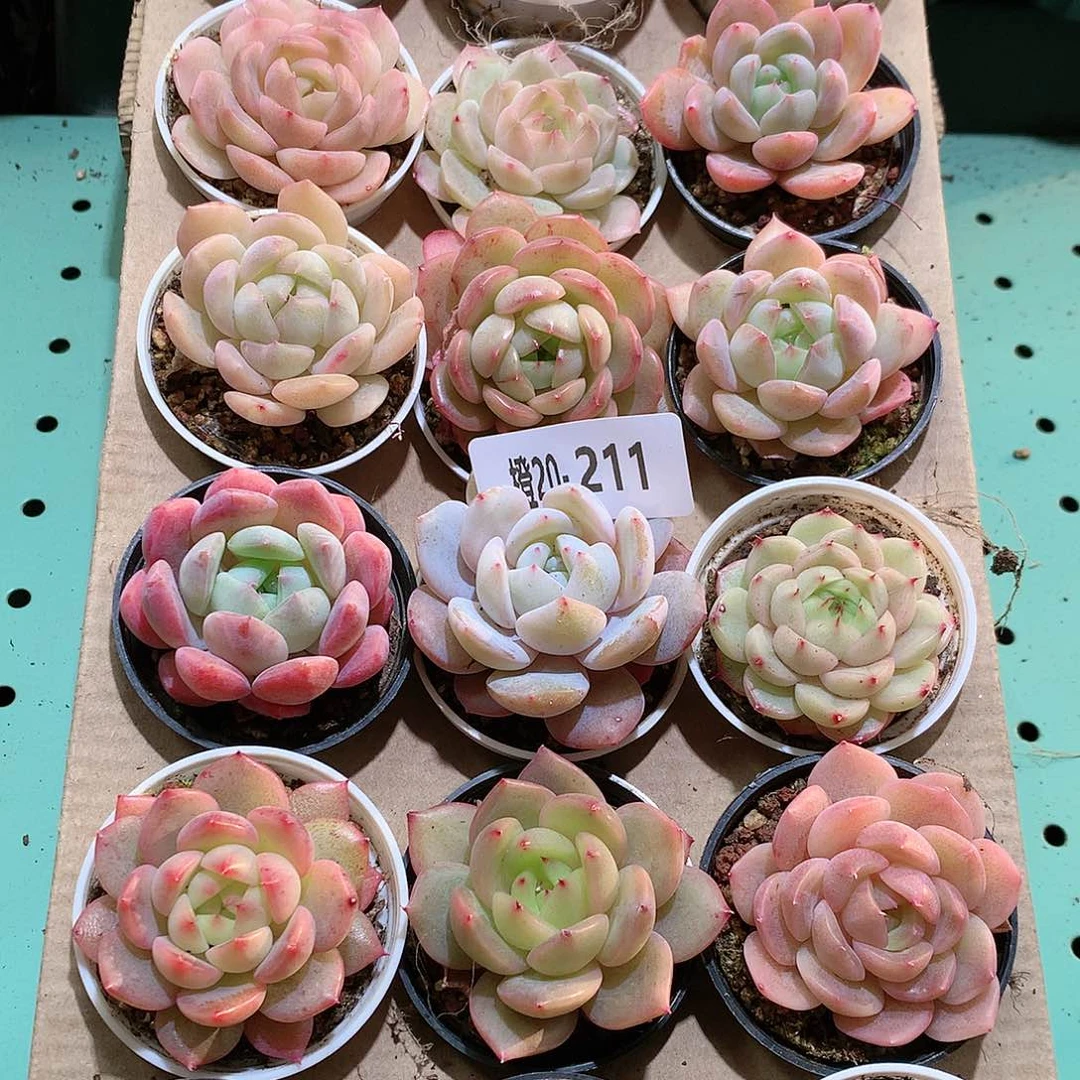 20-211一物一拍带盆18颗。