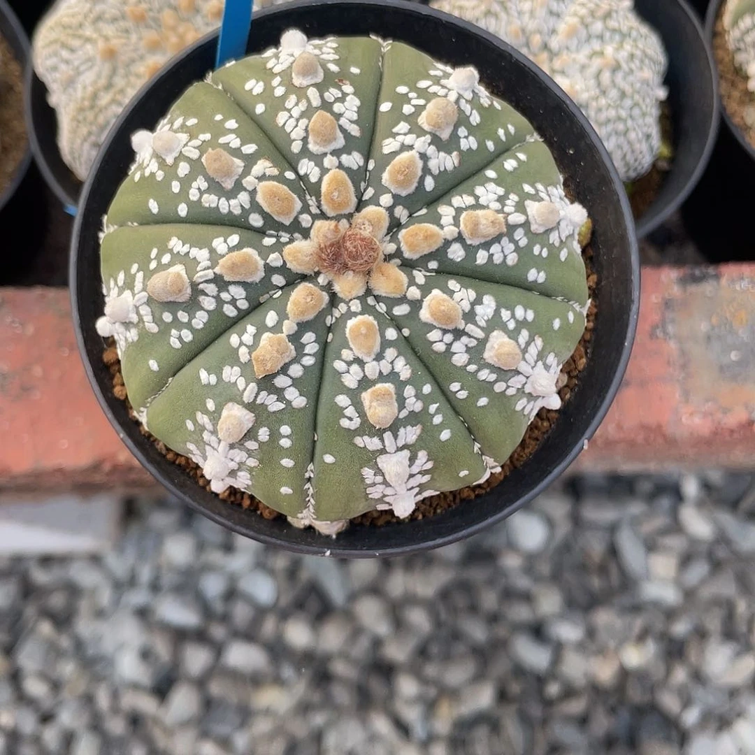 完全开放7.6实生美文盾v