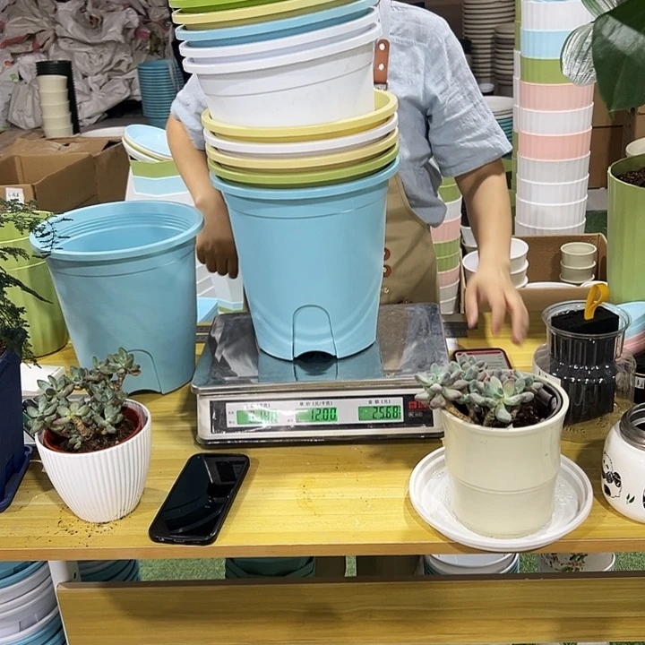 四季盆口24高24混色无托10只