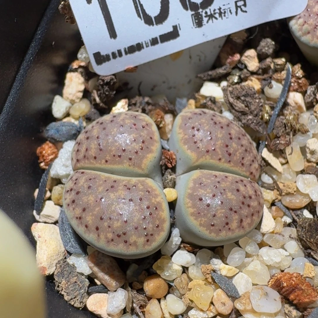 ？***Zzzz生石花肉锥1067