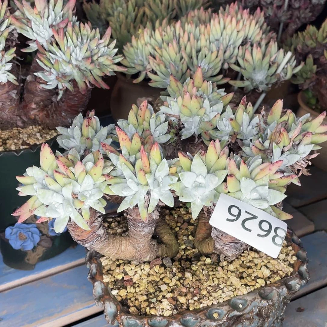 瑞吉纳老桩多头8626