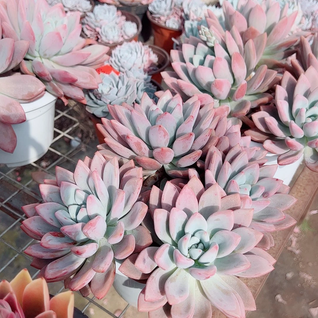 奥普琳娜多头群生特大