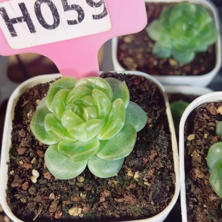 陈***）财富17好5cm多肉植物