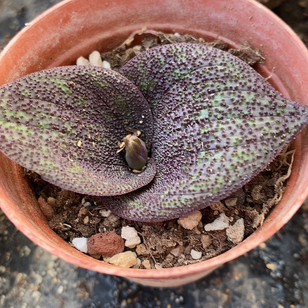 紫镜1颗买2送1。