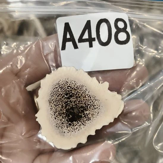 ～***滨鹿角鹿角鹿角鹿角鹿