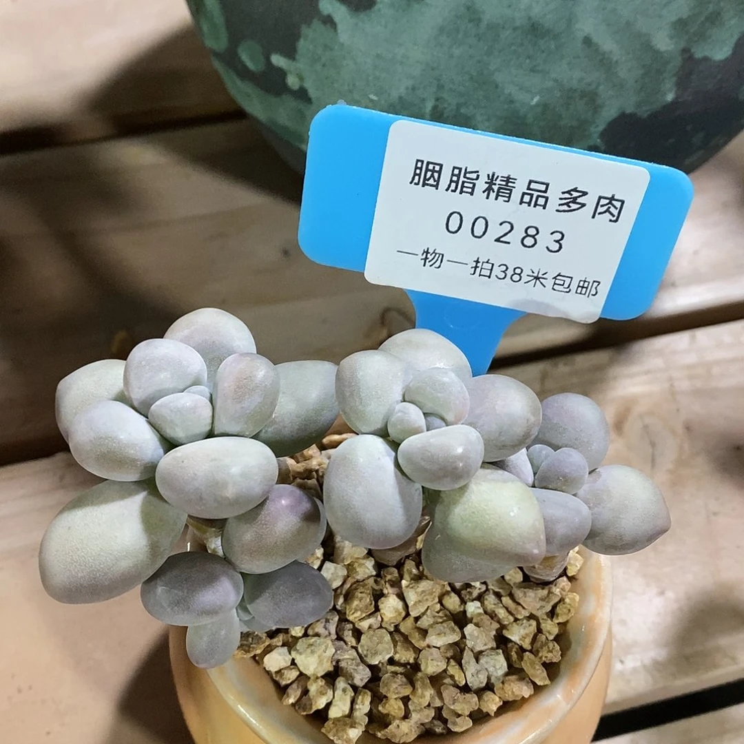 00283，杜利润款下午姐姐