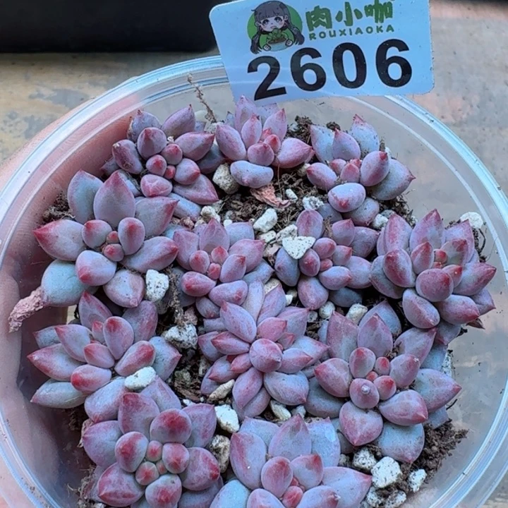 多肉植物多肉植物