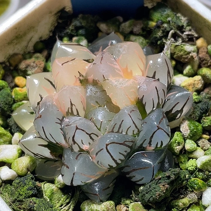 707水中月锦特选度老师