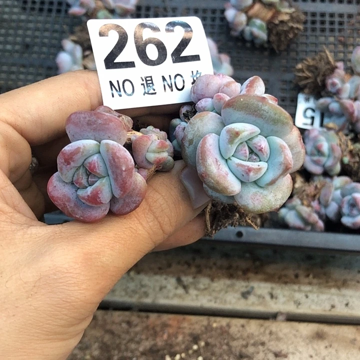 星影石榴籽福利出咯 262