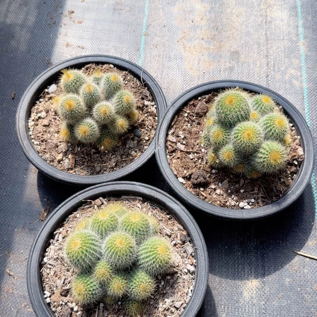 无花朵金冠小群生特价多肉