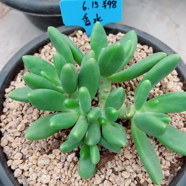 香***水芒果奶多肉植物大群