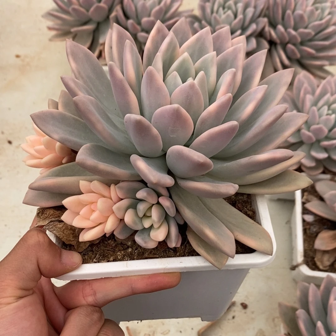奥普琳娜多肉植物8770