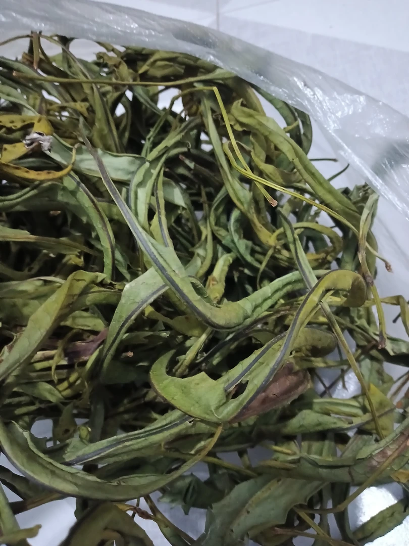 深山肾精草农村太阳自然晒干黄金草化石草嗷嗷叫肾经草