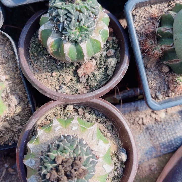 无*氏两个肌牡丹草球苗接