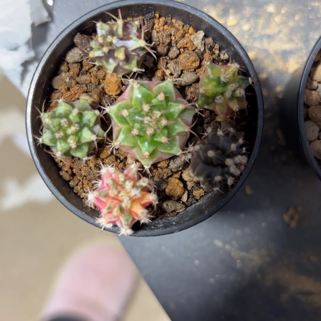 X*@泰系米哈仙人球侧牙