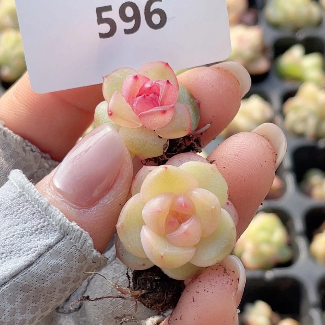 C****意596号糖心冰心珍妮2