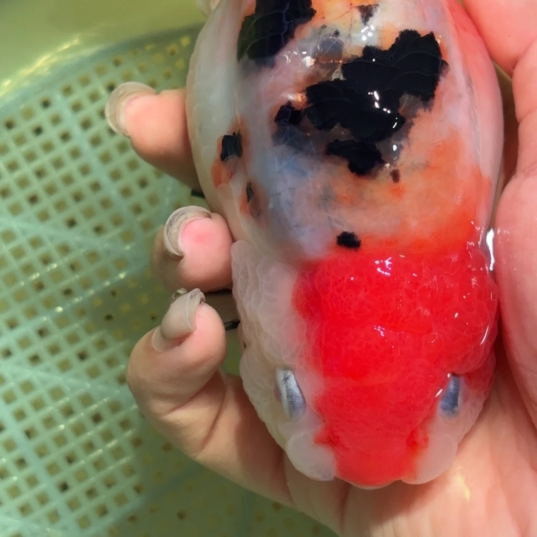 H****金鱼拍包装包邮，不拍包装运费到付