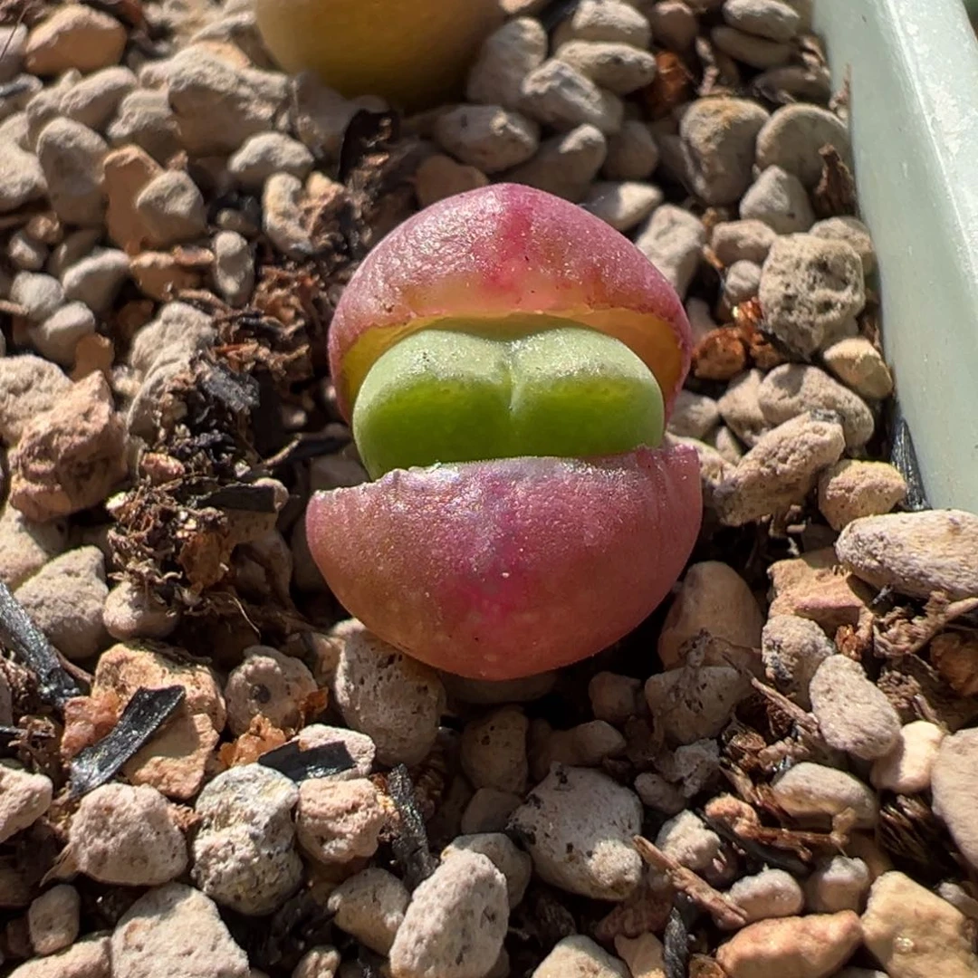 红桃A多肉多肉多肉