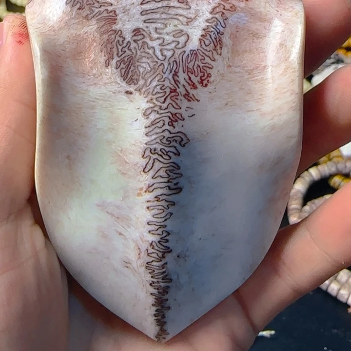 琼****)养殖鹿头骨四界一个大款