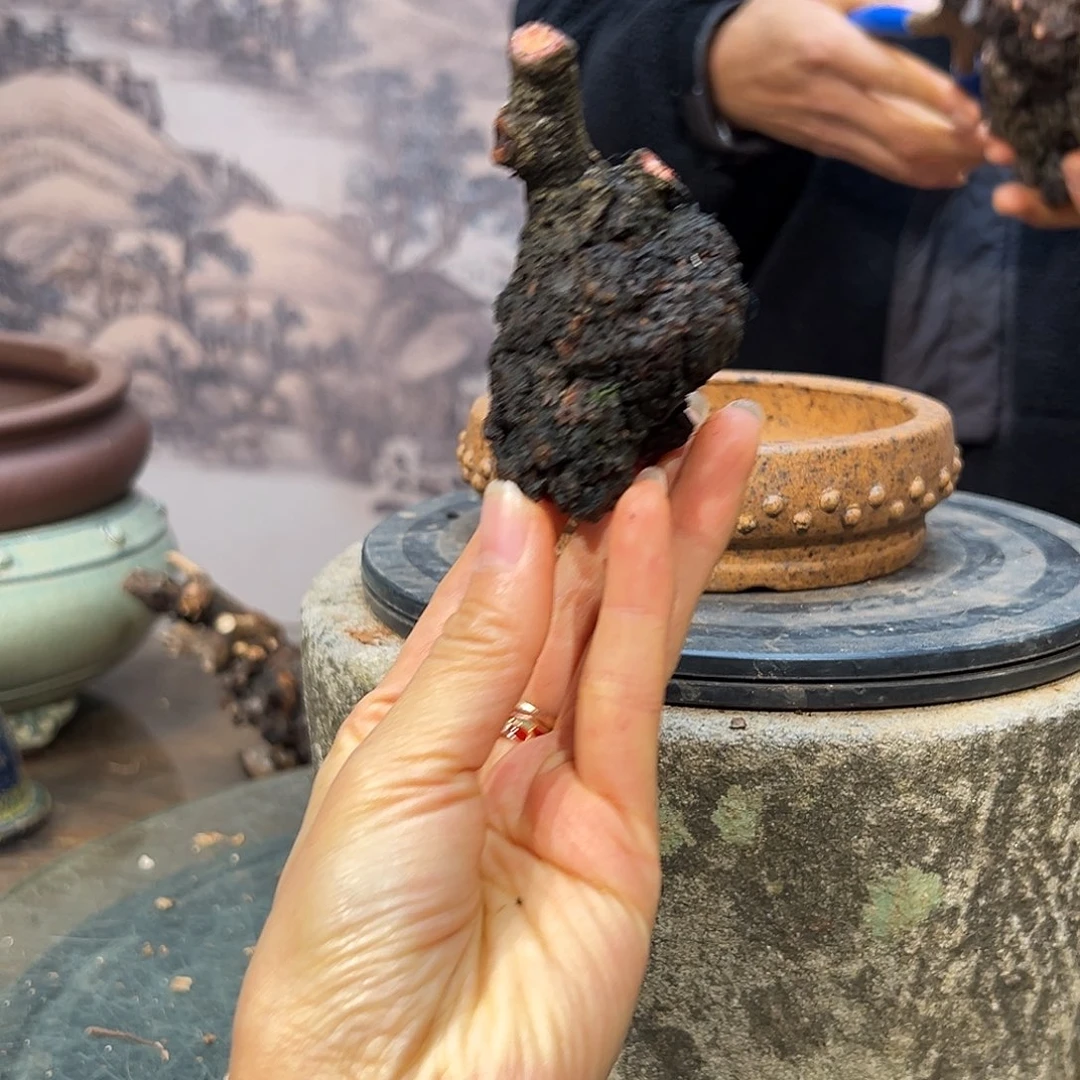 叫***茂无花朵红芽清香木