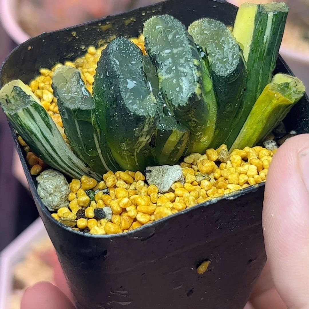 广重锦十二卷多肉植物