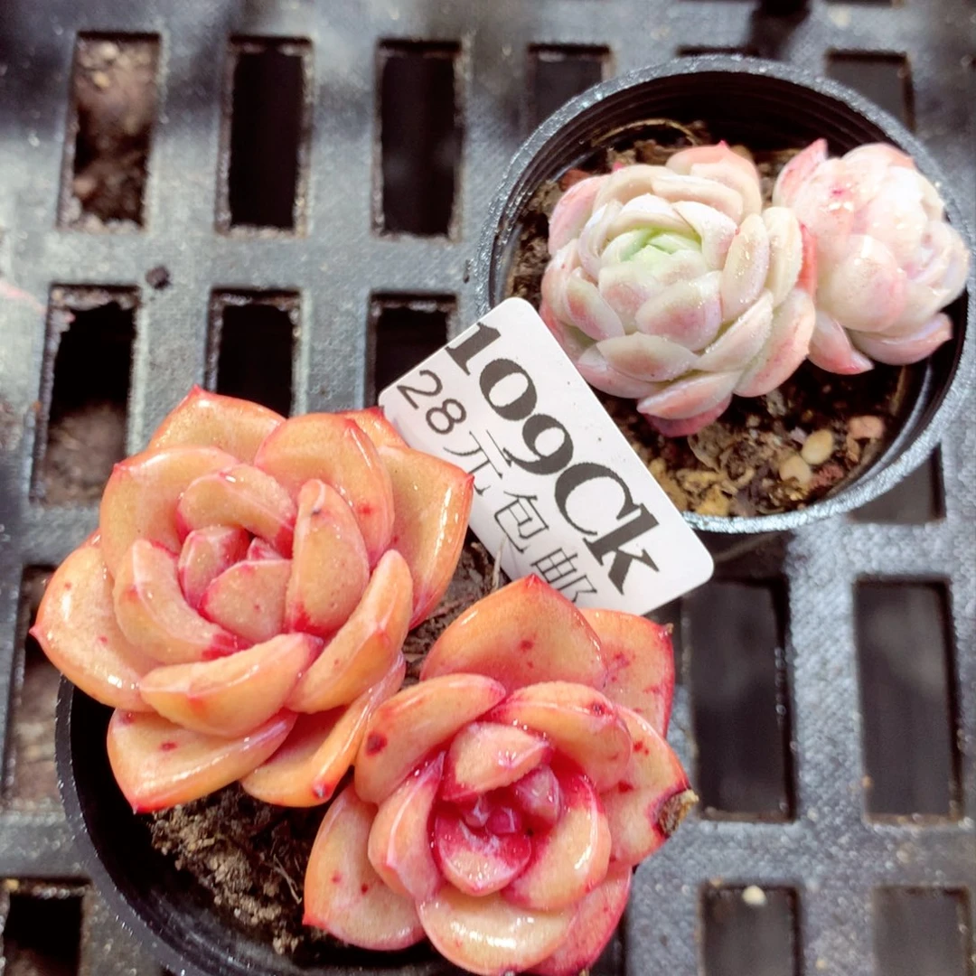 5厘米盆精控多肉109