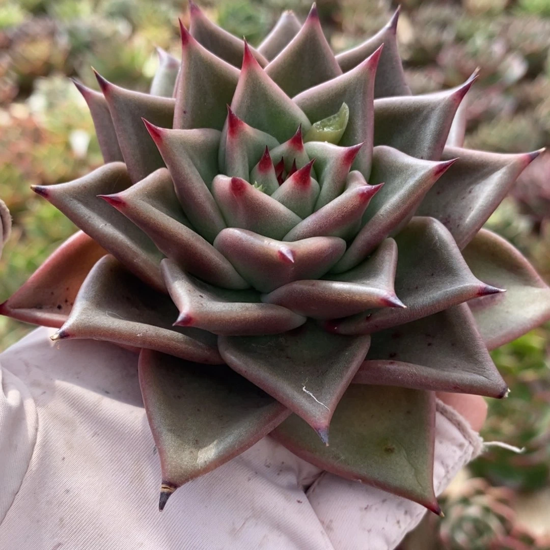 无花朵175 号东云系多肉植物