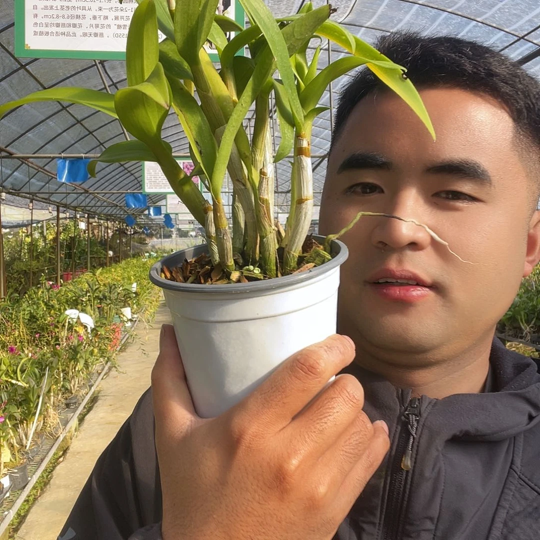 当前无花朵，栽培后可花朵福利