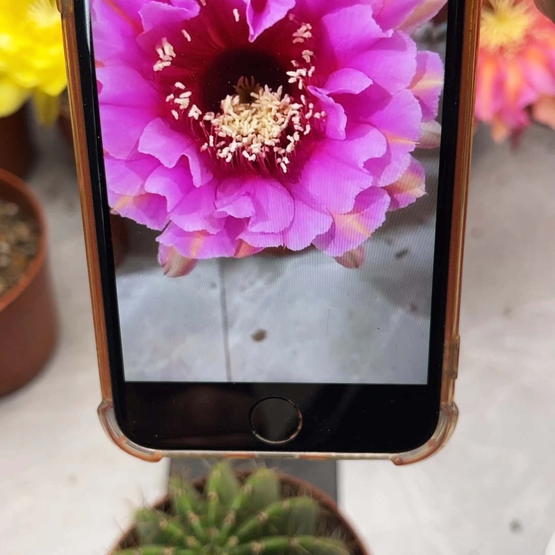 彩草88号7公分左右