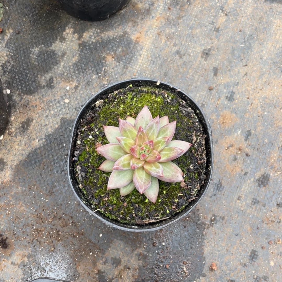 酷***多多肉植物的生长发育与生长
